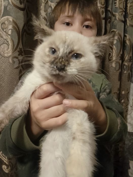 Сиамская кошка хороший подарок на новый год игривая ест всё подяд  .