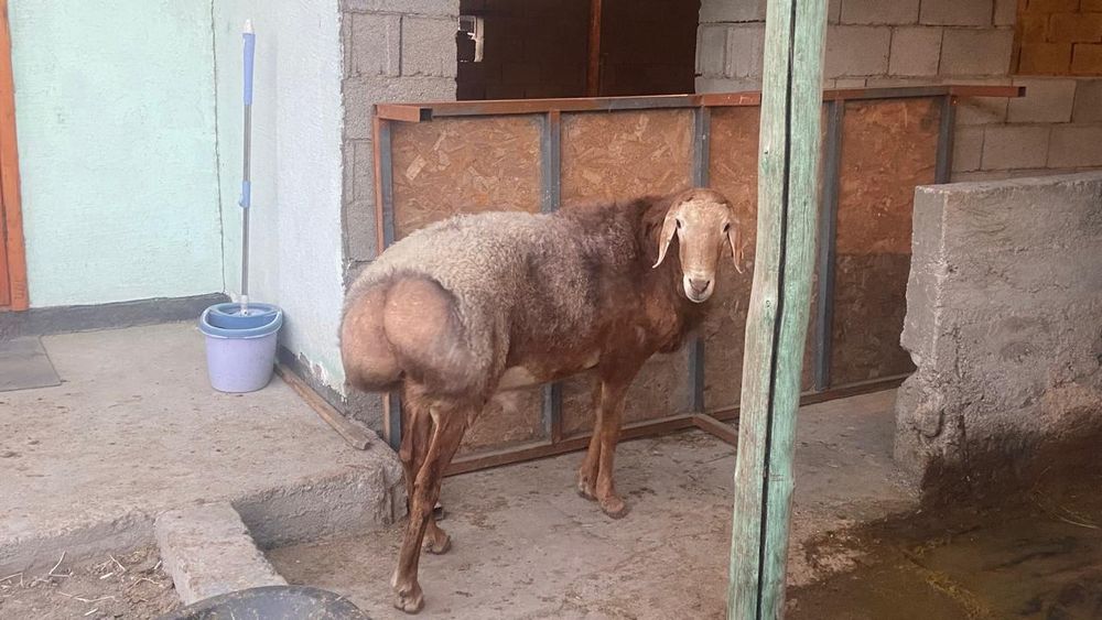 Арашан кошкар сатылады