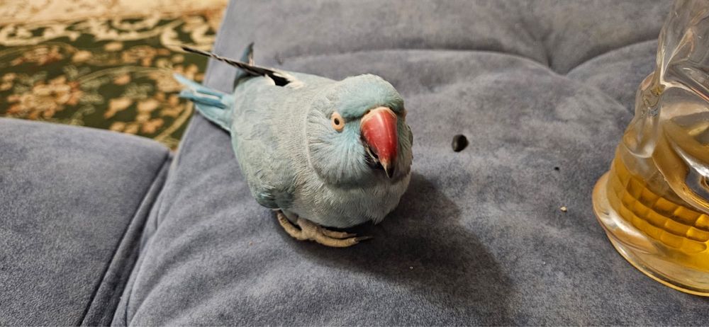 Ожереловый попугай .