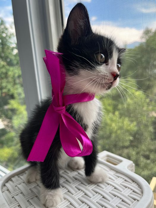 Котёнок Томас,красавчик!2 месяца.