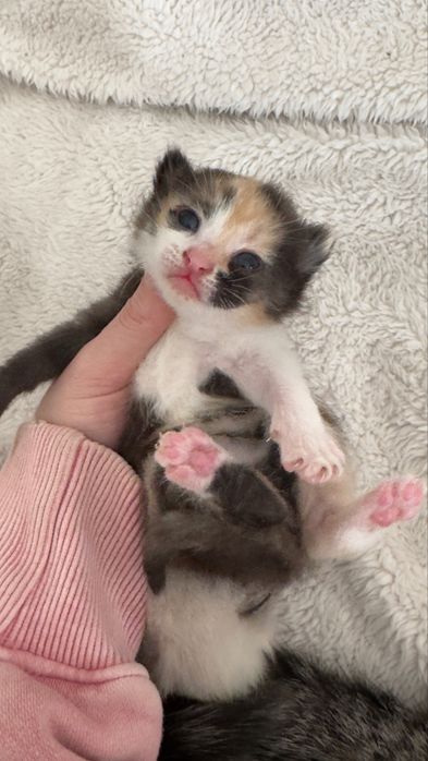 Отдаю котят, родились 31 марта