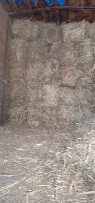 Шоп сатылады багасы 1300тг