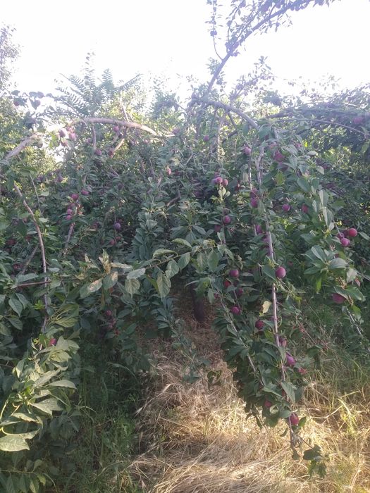 Oʻrik sliva sotiladi optom narxlarda