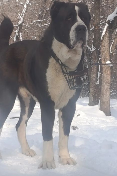 Щенки САО (Алабай)