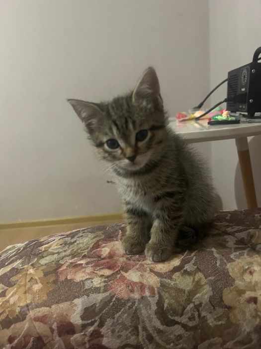 Срочно Отдаю котят в добрые руки