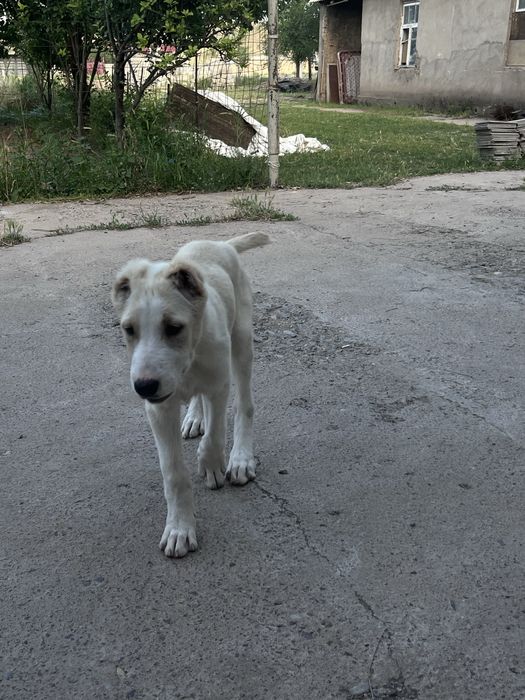 Продам алабай