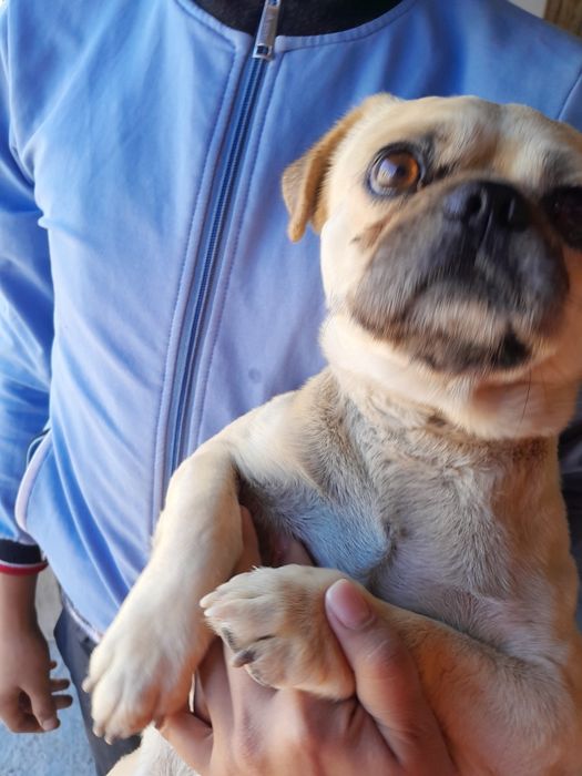 Мопс 1жаста есімі Бобик