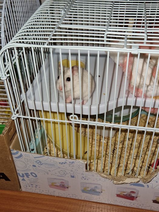 Hamsteri cu cusca