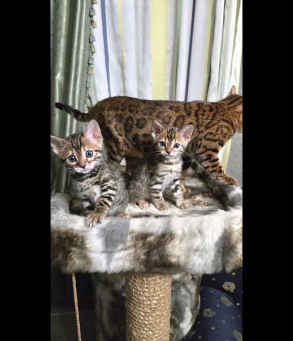 Продам  котят Бенгалов