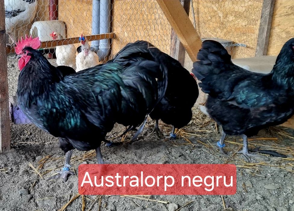 Australorp negru
