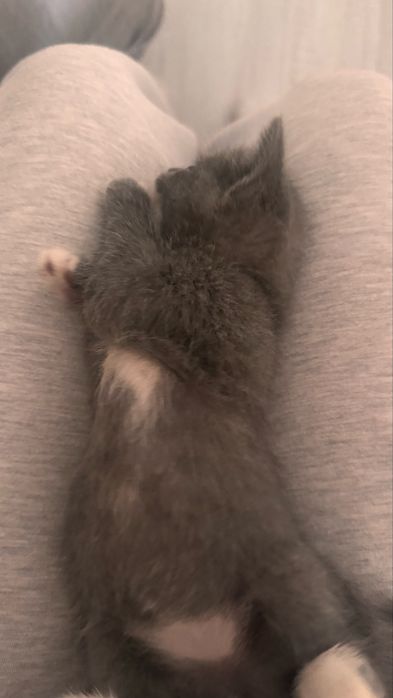 маленький котёнок