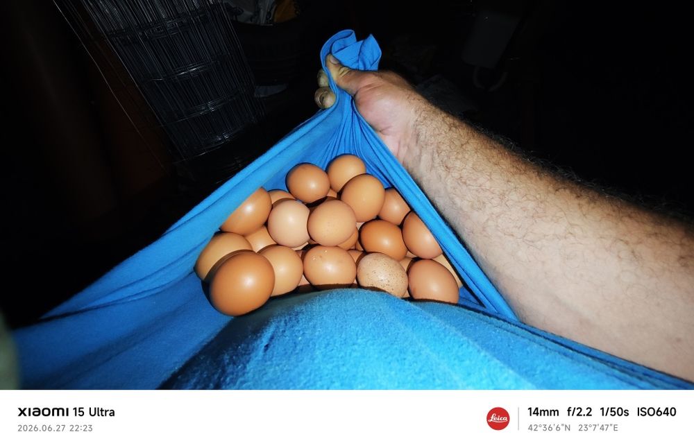 Домашни яица Ломан Браун Ярки