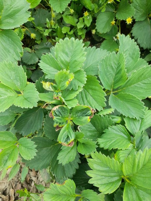 Рассада клубники клубнай кучат