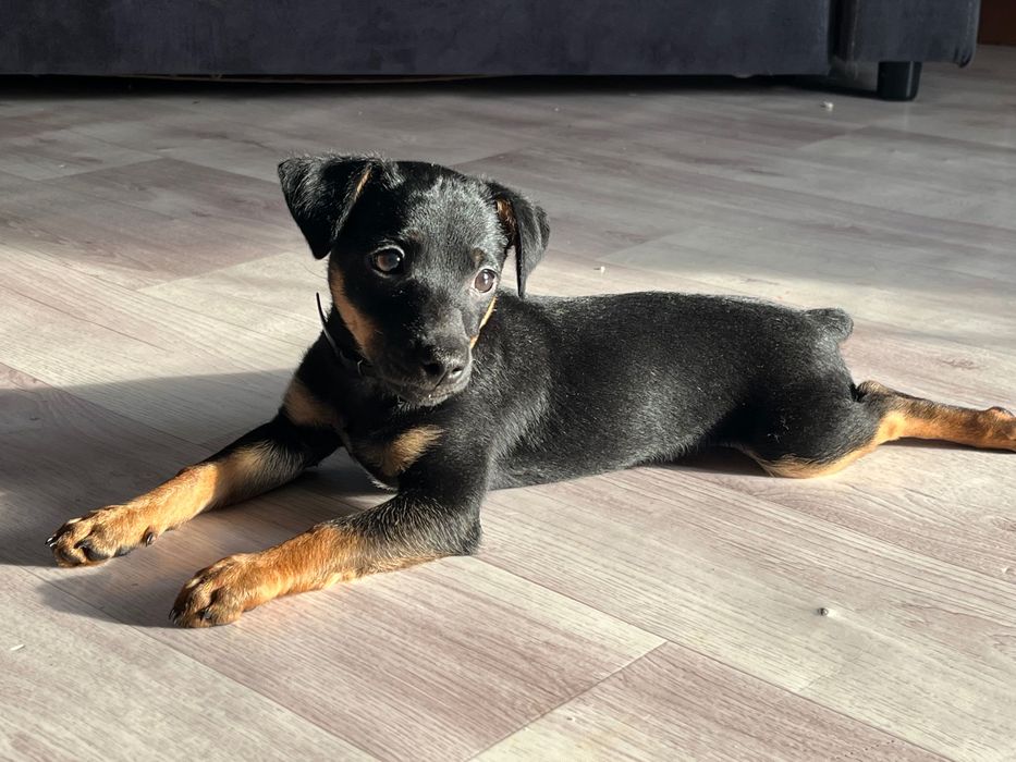 Пинчер кобелек .