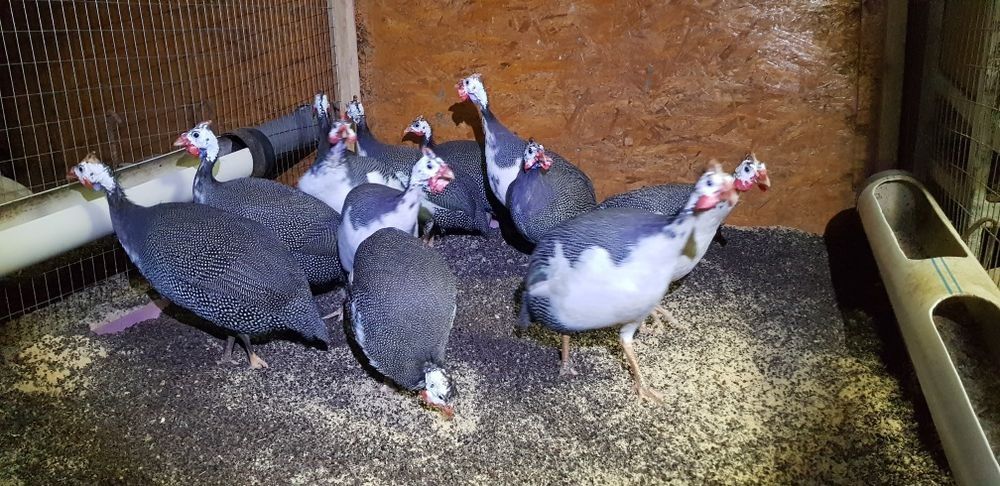 Цесарки, цесарки.