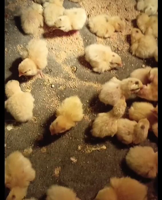 Бедана жожалари Техас гигант