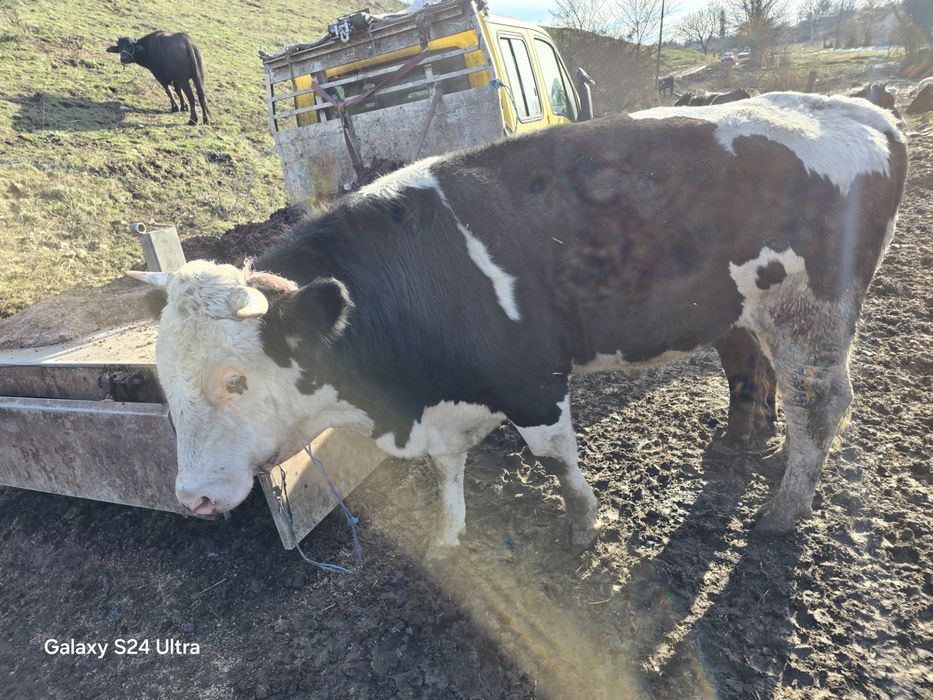 Бик за продаване