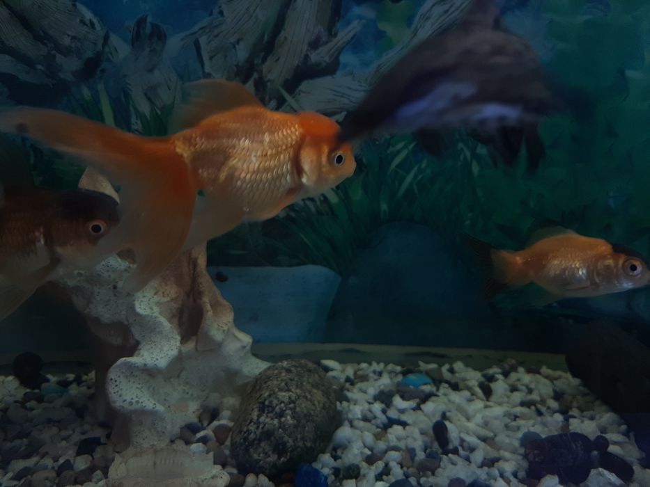 Продаются золотые рыбки