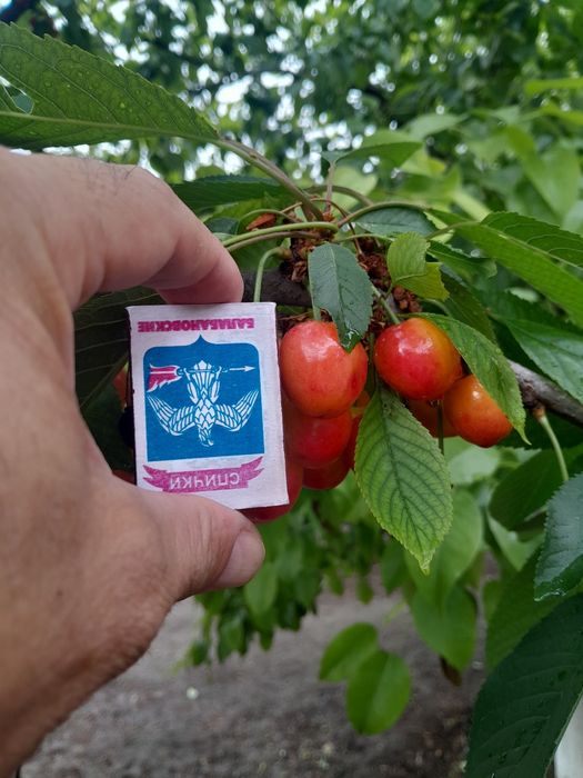 Черешня, крупная, свежая.
