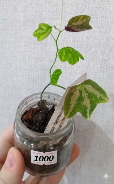 Продам комнатные растения