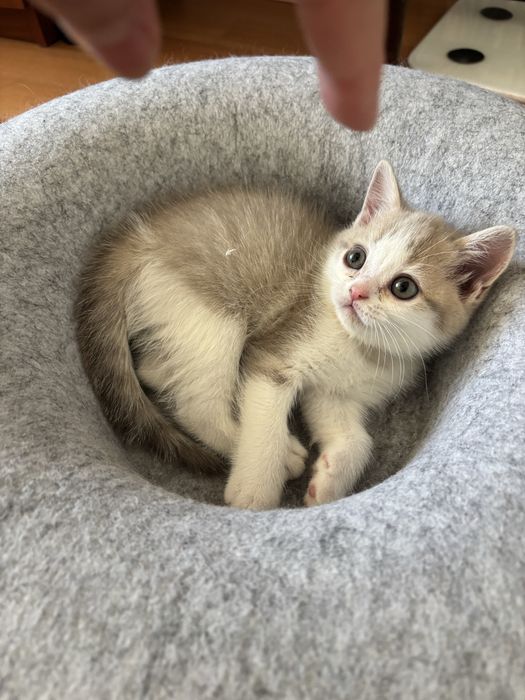 Продаю котят британские