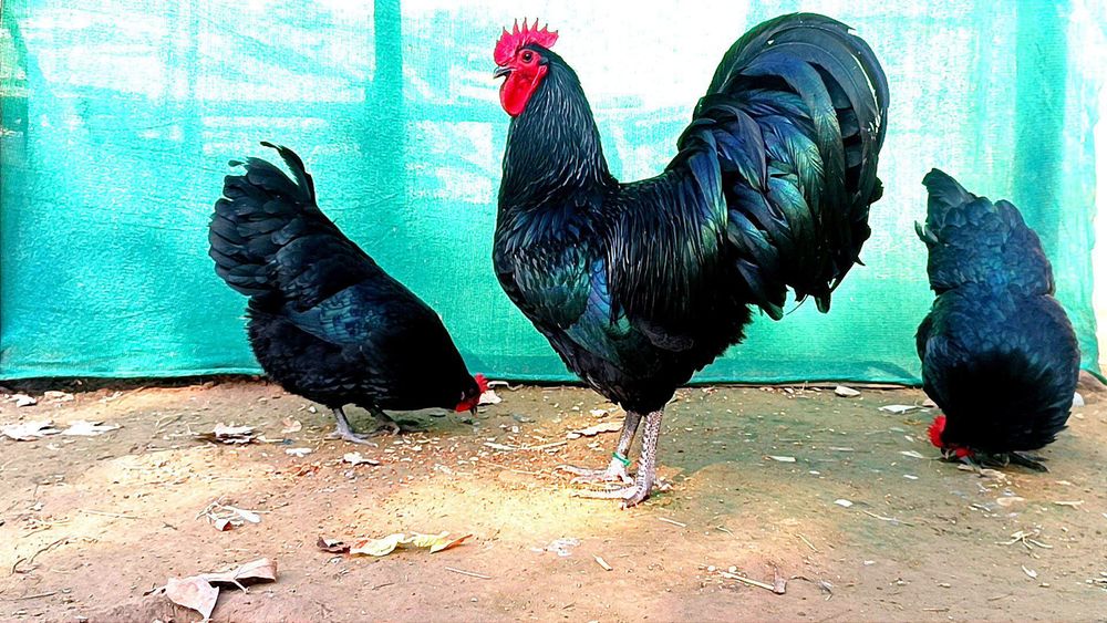 Австралорп  тухуми сотилади 25-30 минг