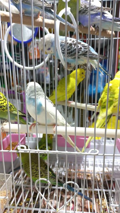 Продаются волнистые попугаи