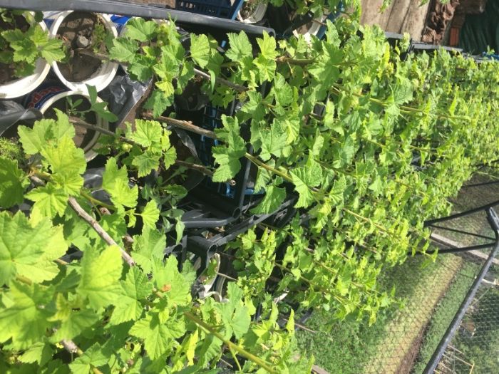 касис/червено френско грозде/ разсад