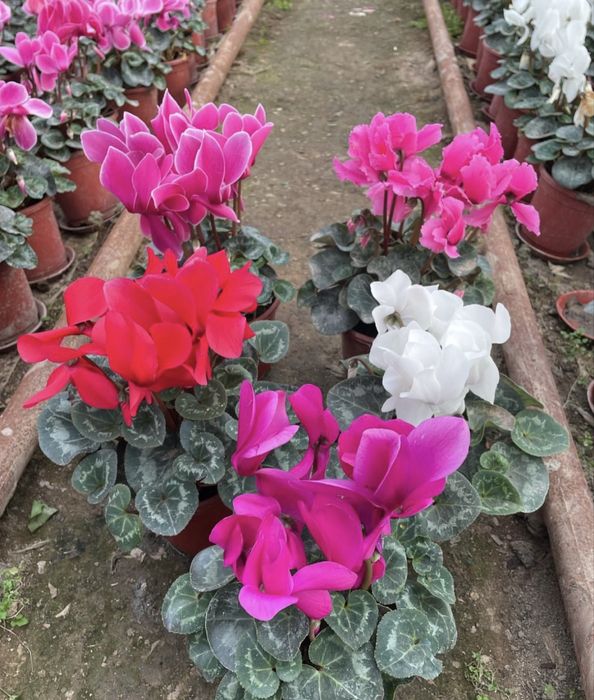 Цикламен, роза .