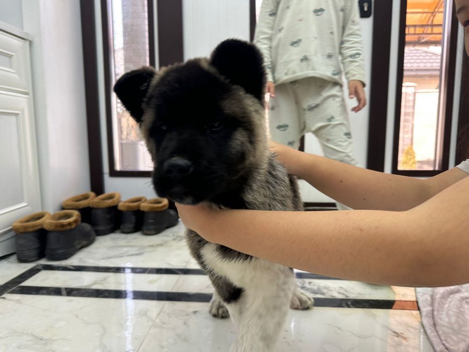 Продам американский акита