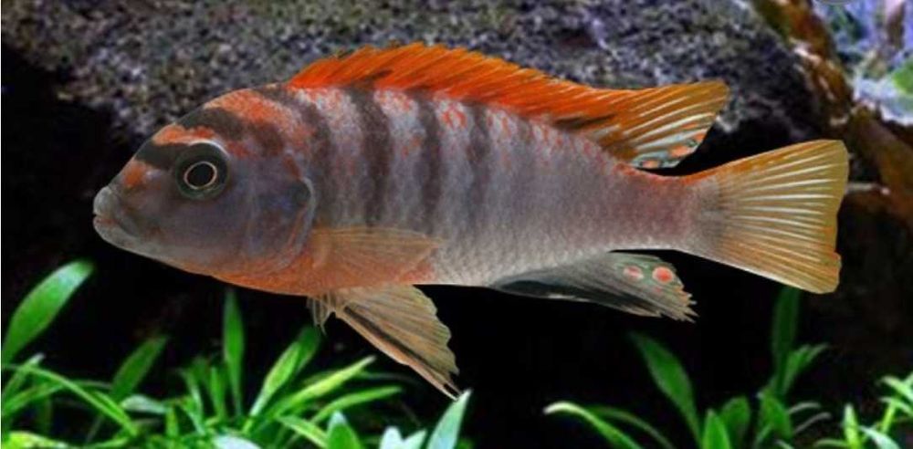 Лабидохромис Хонги Шведен