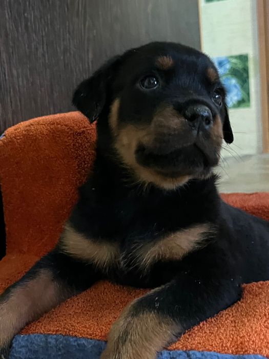 Щенки ротвейлера