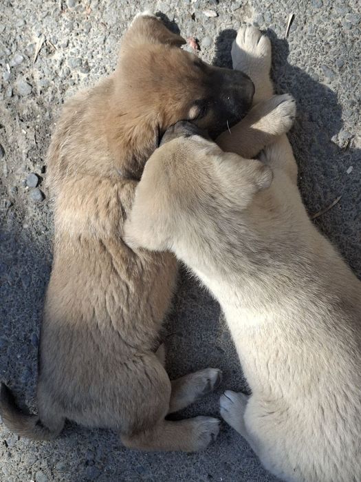 Отдам щенков в хорошие руки. Символическая оплата - 50.000.