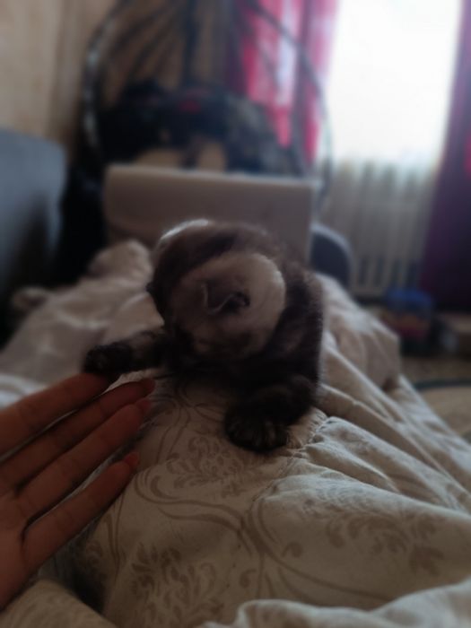 Продам. Кошечка, Скоттиш Фолд
