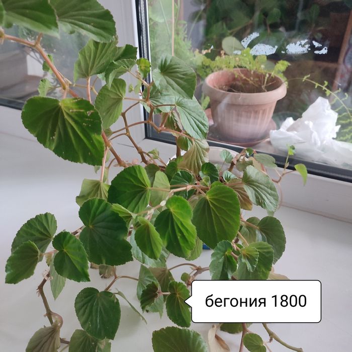 Цветы комнатные продам