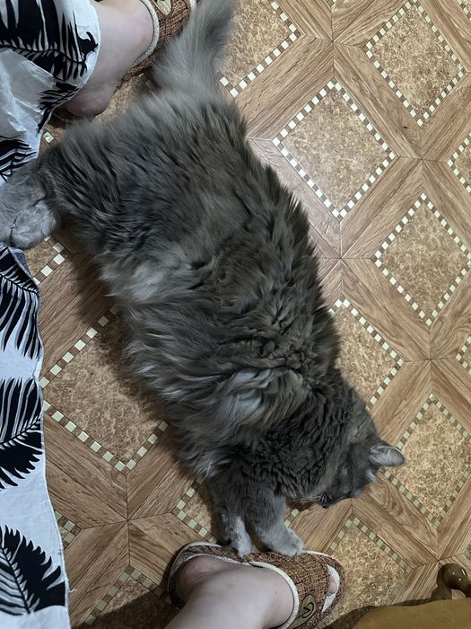 Отдаю кота в добрые руки