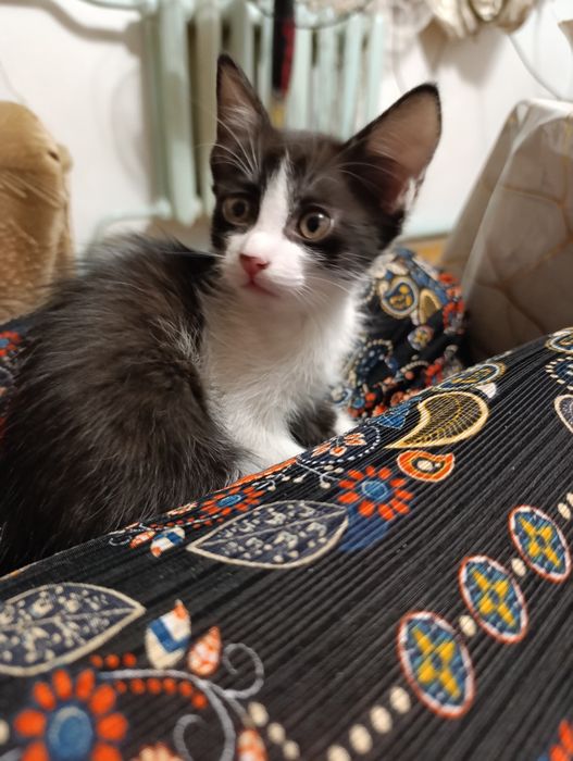 Подарю котят в добрые руки