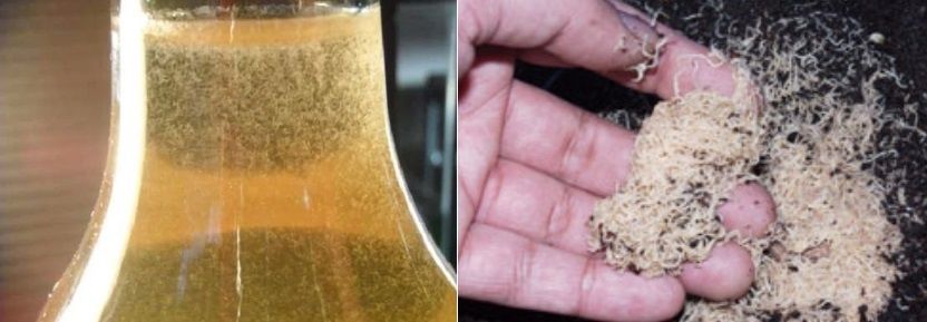 Скариди, ендлери и живи хранителни култури