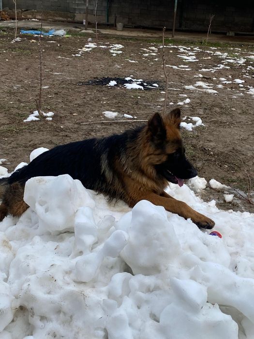 Овчарка сатылады