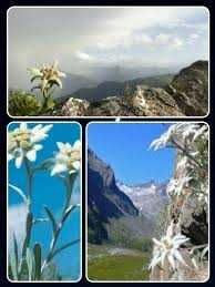 Почистване на входове