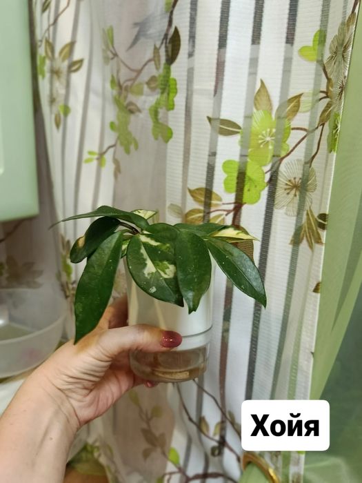 Продам комнатные цветы