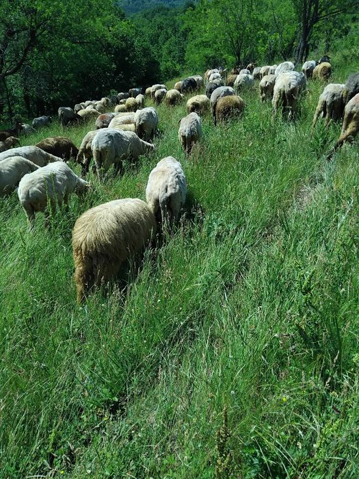 Vand miei greutate 26-37 kg iezi și vătui castrați