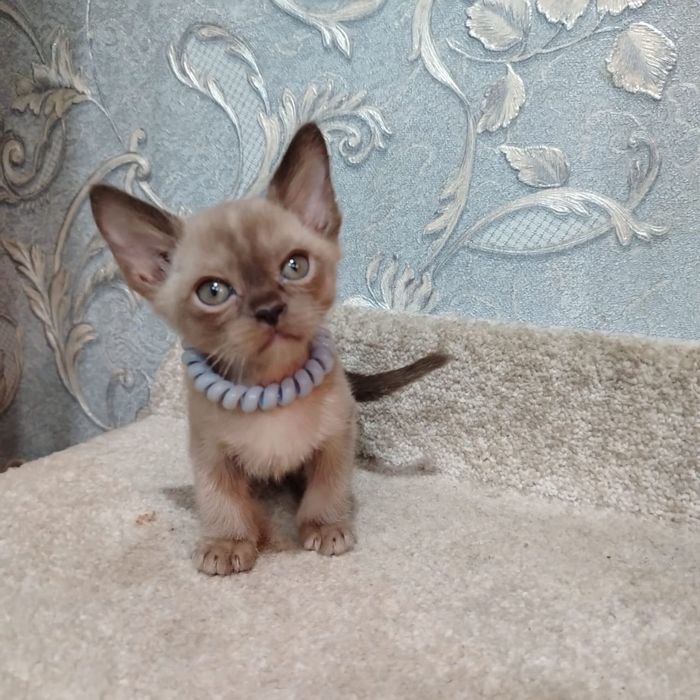 Бурманская Кошка