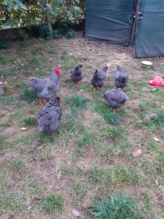 Ouă pentru incubare