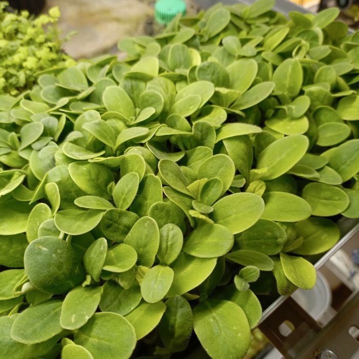 Микрозелень горох и другие