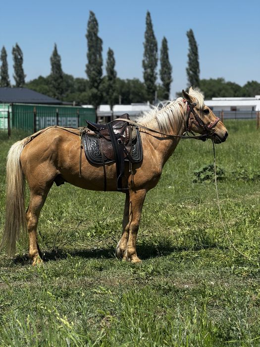 Айғыр сатылады!!!