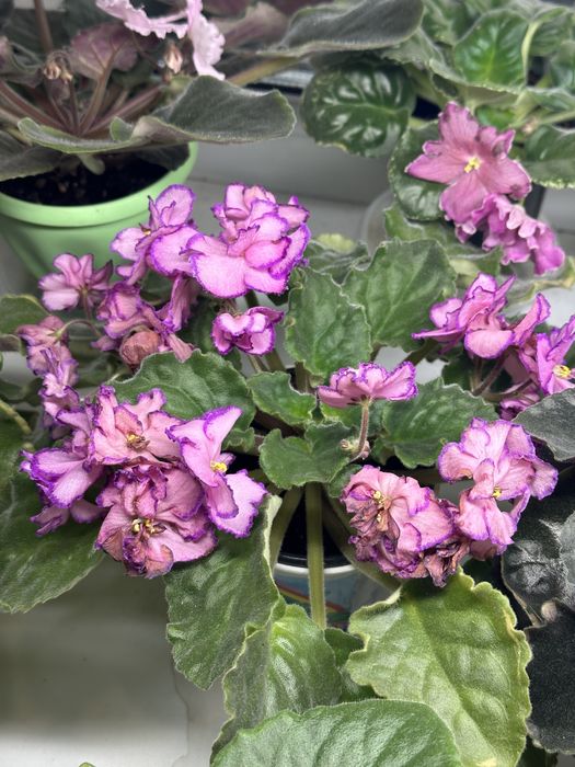 Продам фиалки сортовые