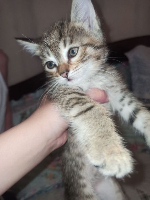 Кошка 3 месяца домашняя умная чистая