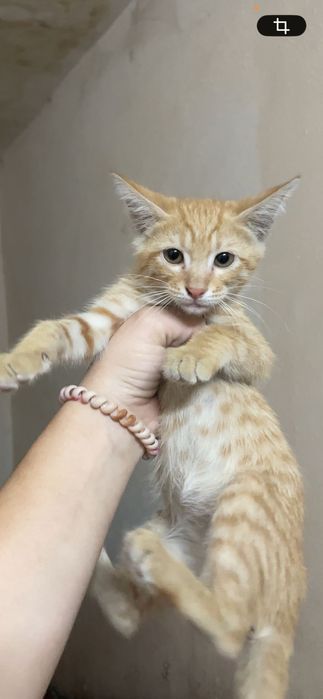 Рыжая кошечка девочка