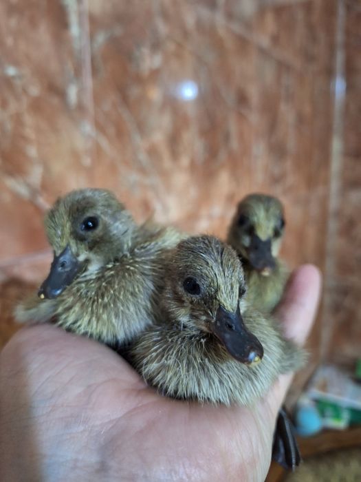 Ouă rață khaki Campbell pentru incubat linie Italia